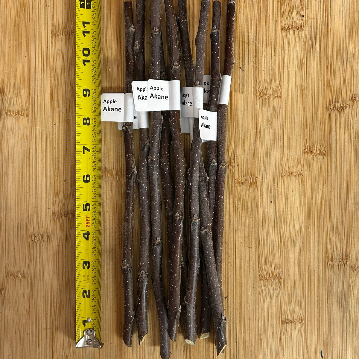 Akane Apple Scionwood