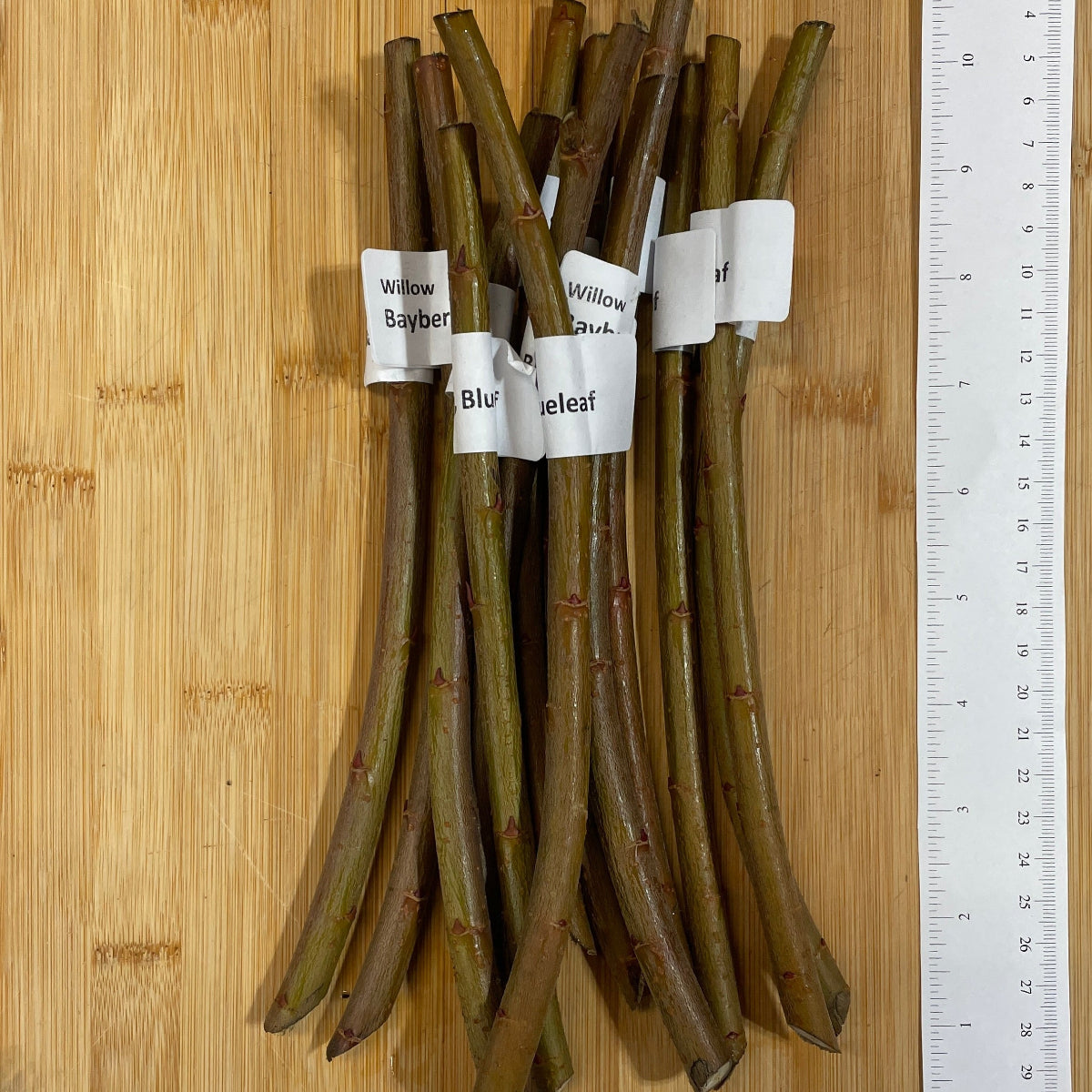 Bayberry, Blueleaf Willow Cutting