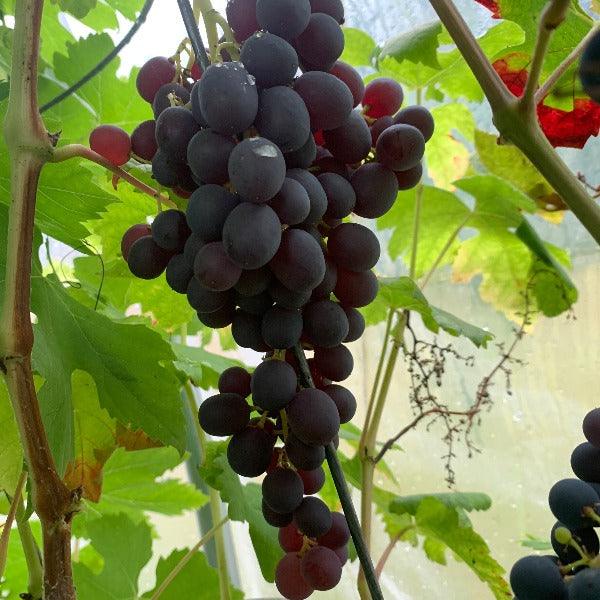 Black Monukka Table Grape Seedless Cutting - Dingdong's Garden