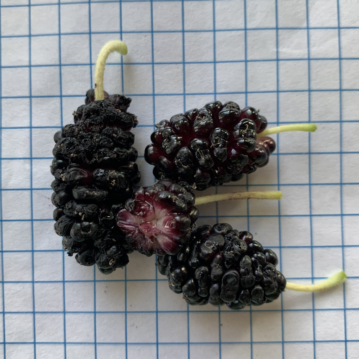 Black Prince Mulberry Cutting