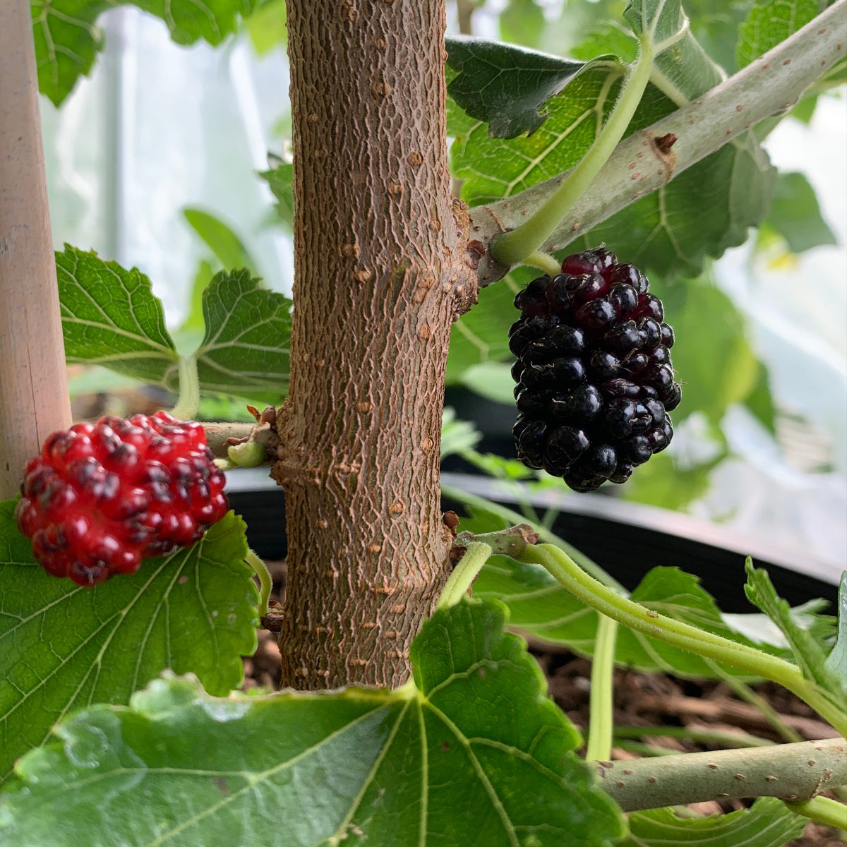 Black Prince Mulberry Cutting