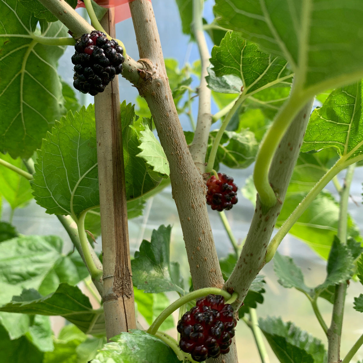 Black Prince Mulberry Cutting