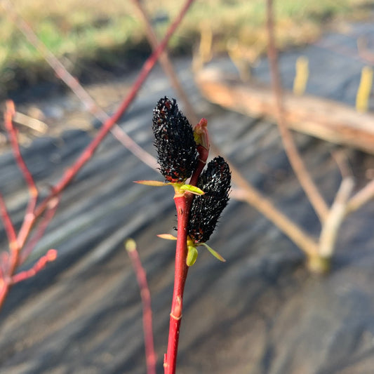 Melanostachys Willow Cutting
