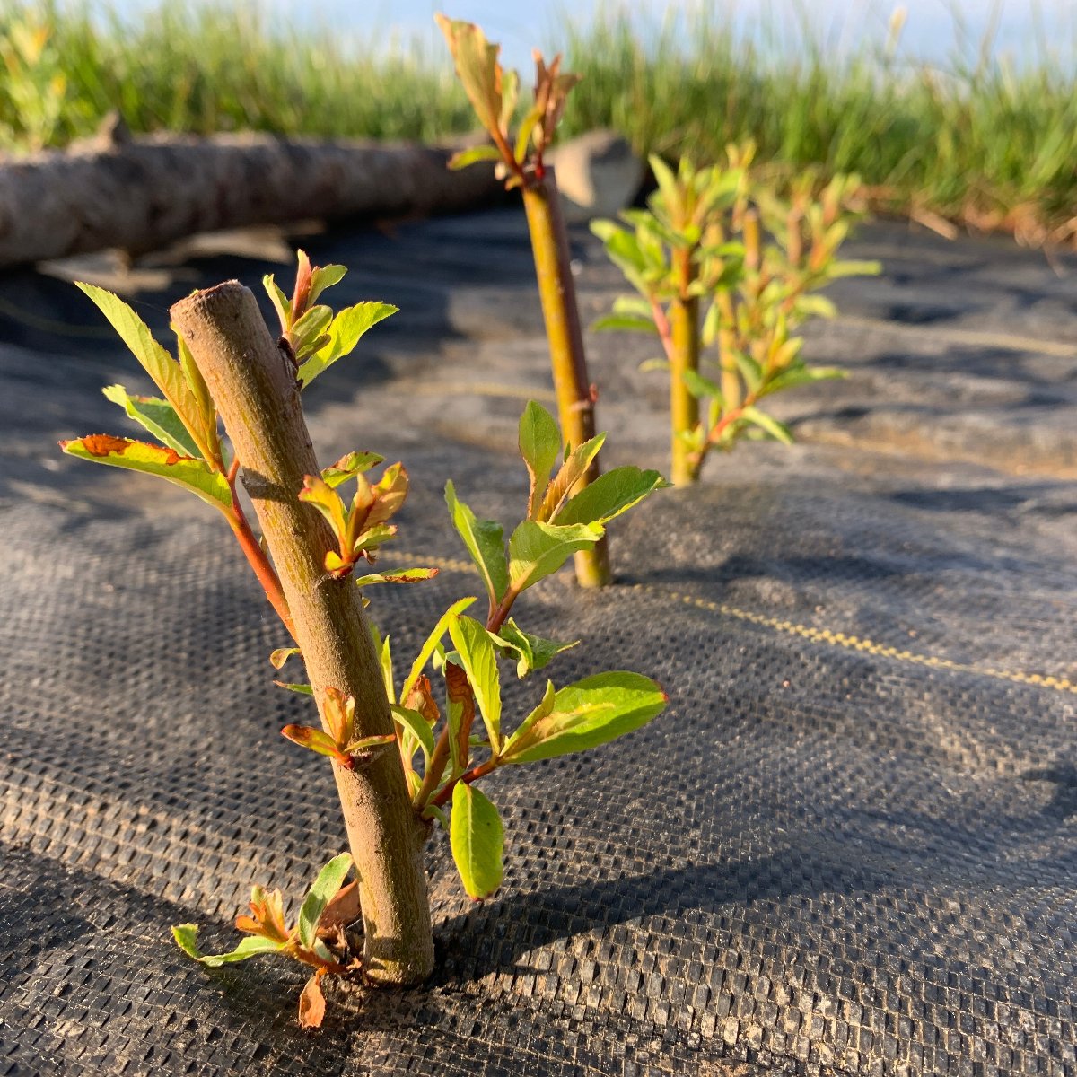Melanostachys Willow Cutting