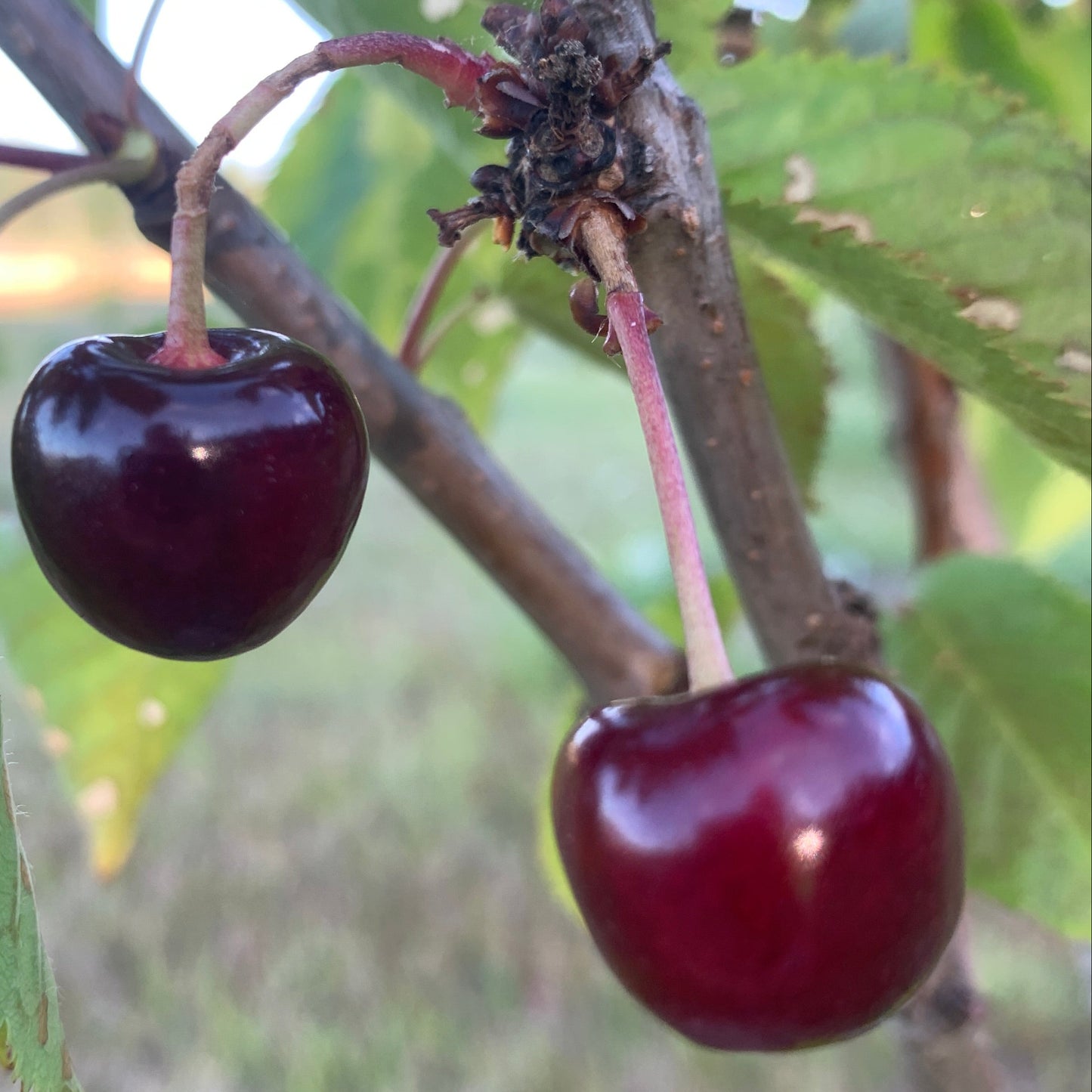 Black Republican Cherry Scionwood
