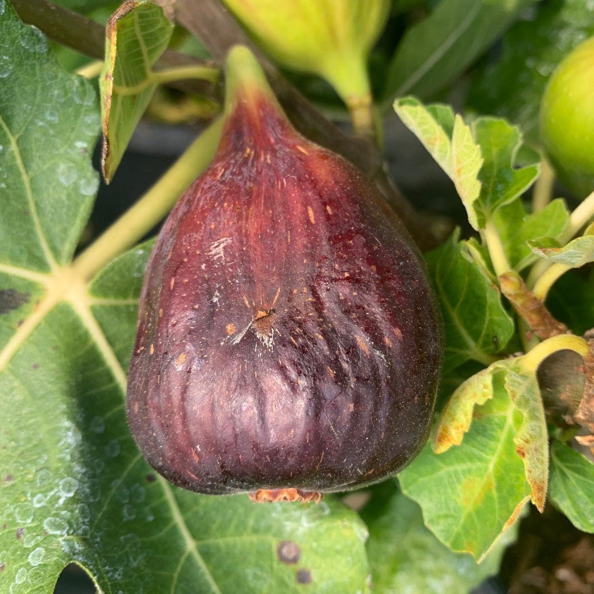 Black Spanish Fig Cutting - Dingdong's Garden