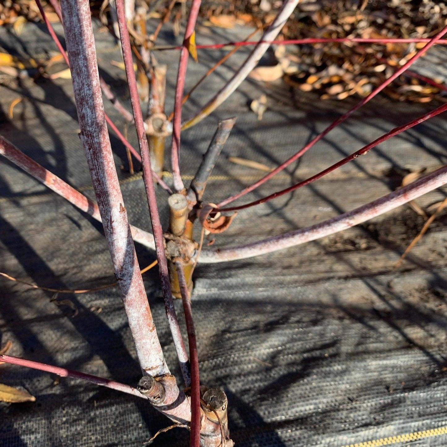 Blue Streak Willow Cutting