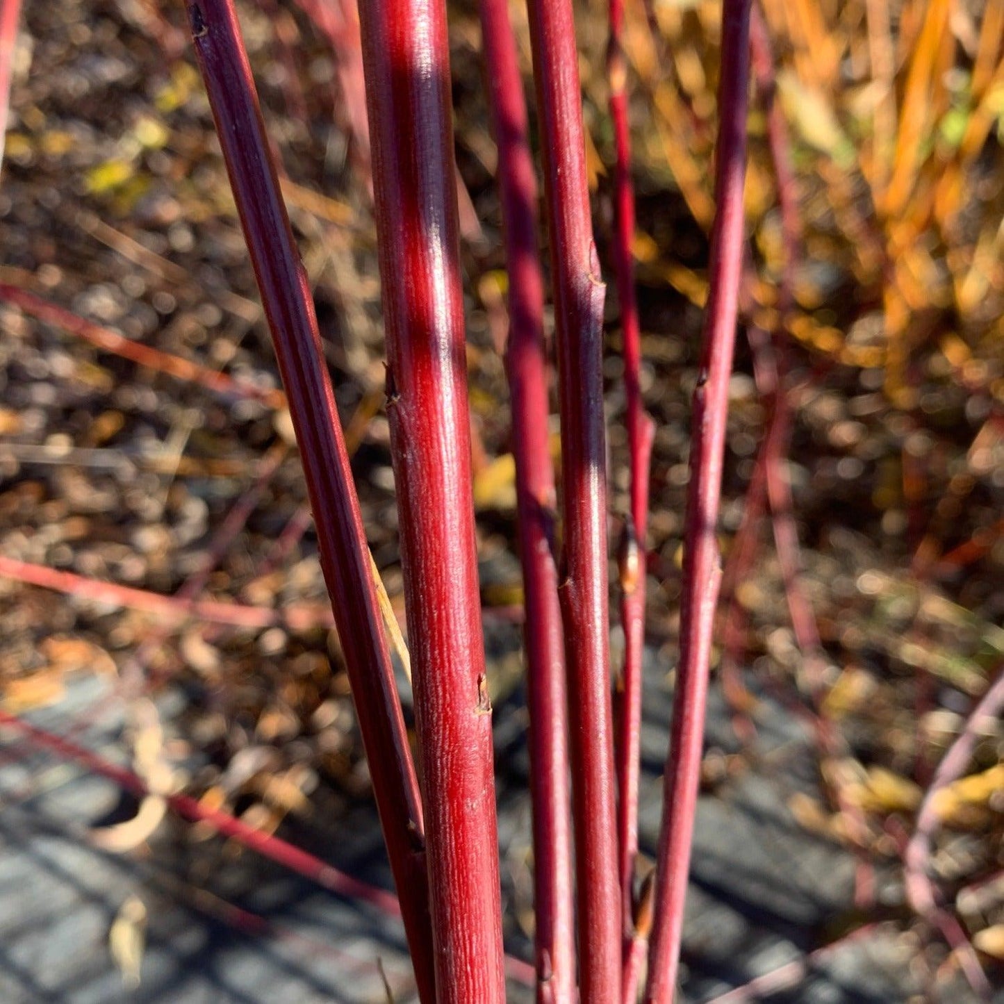 Blue Streak Willow Cutting