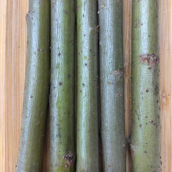 Bouton Aigu Willow Cutting - Dingdong's Garden
