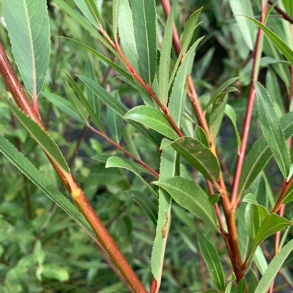 Bouton Aigu Willow Cutting