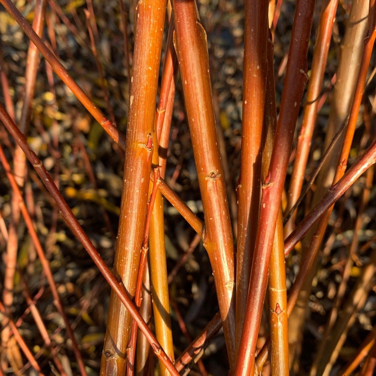 Calliantha Willow Cutting
