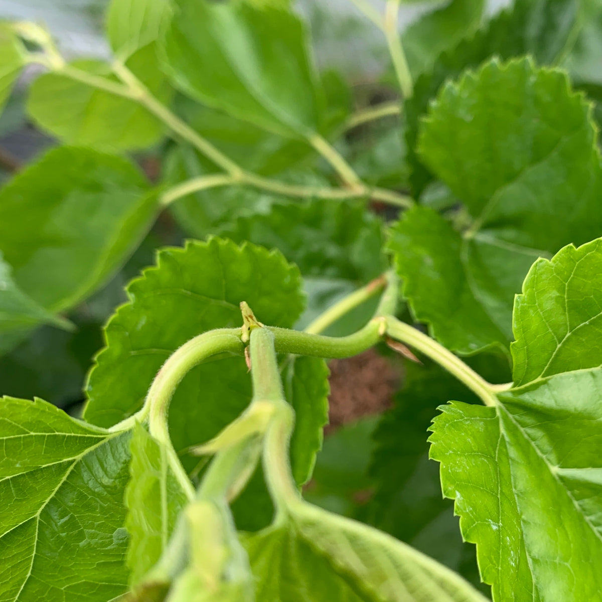 Callie's Delight Contorted Mulberry Cutting