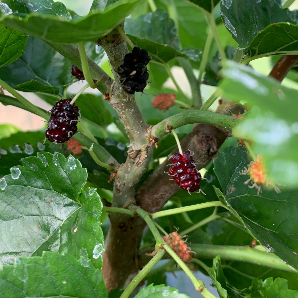Callie's Delight Contorted Mulberry Cutting