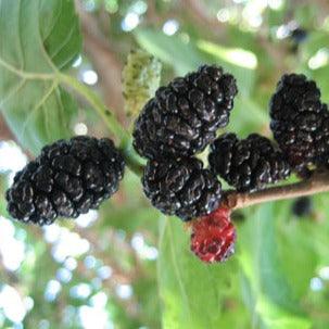 Sophie's Fave Mulberry Cutting - Dingdong's Garden