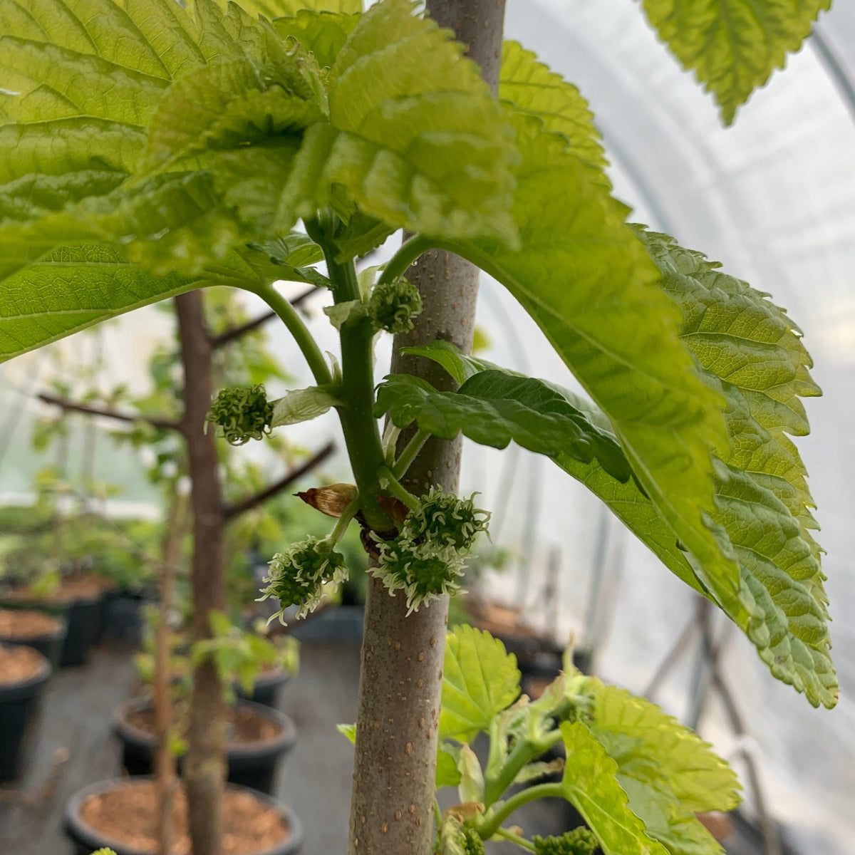 Galicija Mulberry Cutting