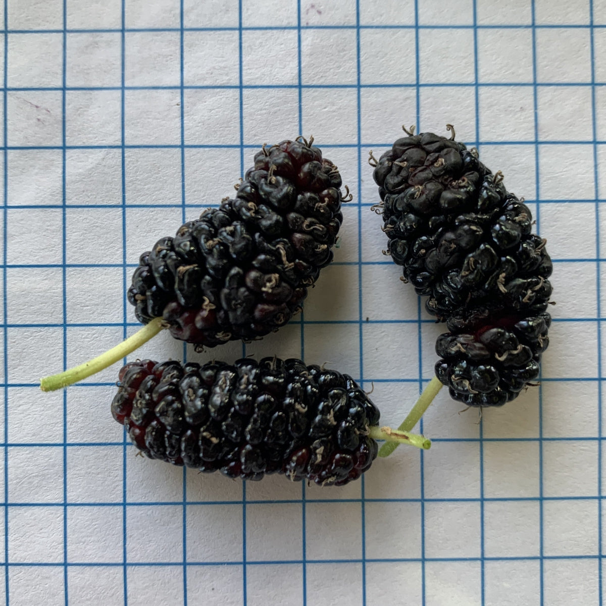 Galicija Mulberry Cutting