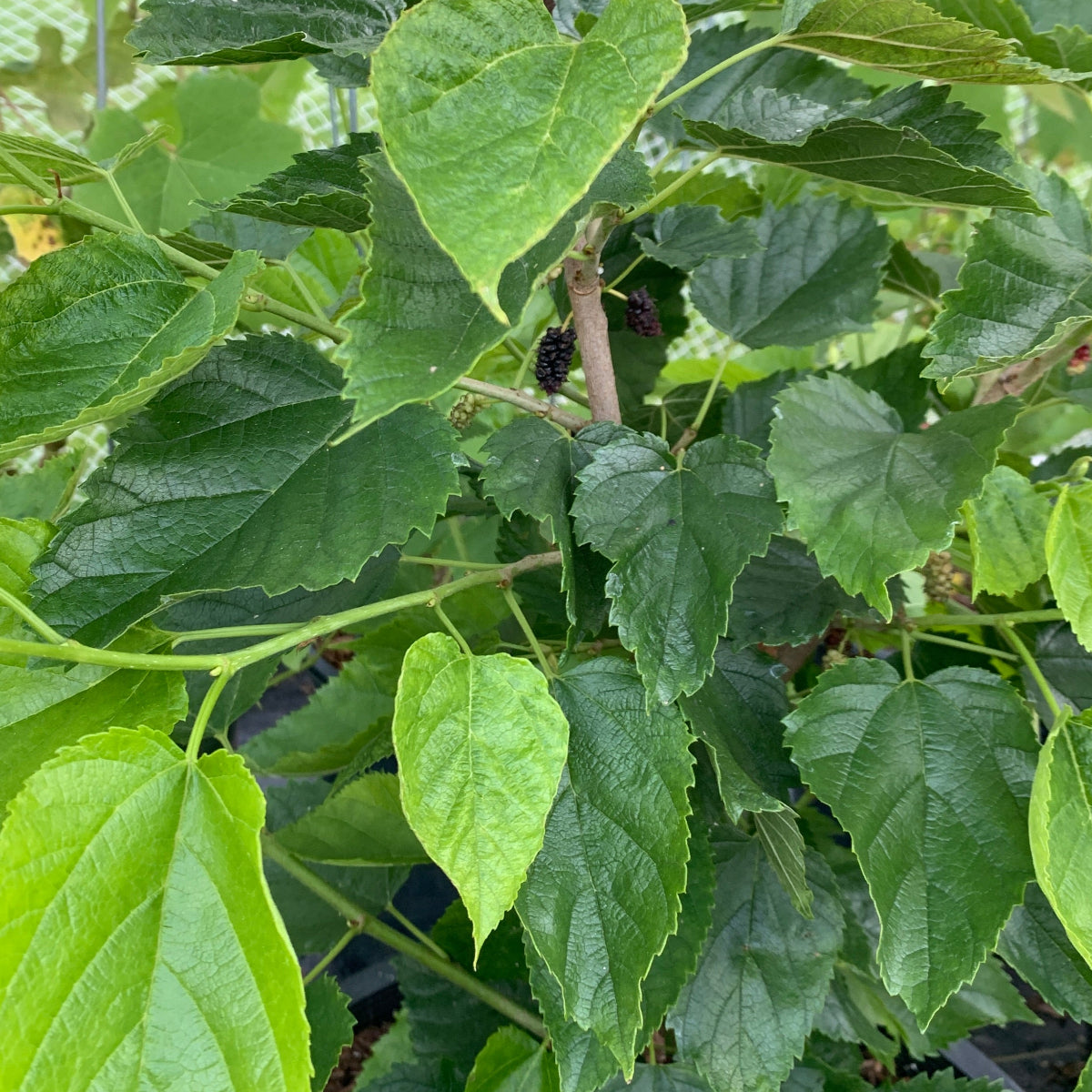 Gerardi Dwarf Mulberry Cutting