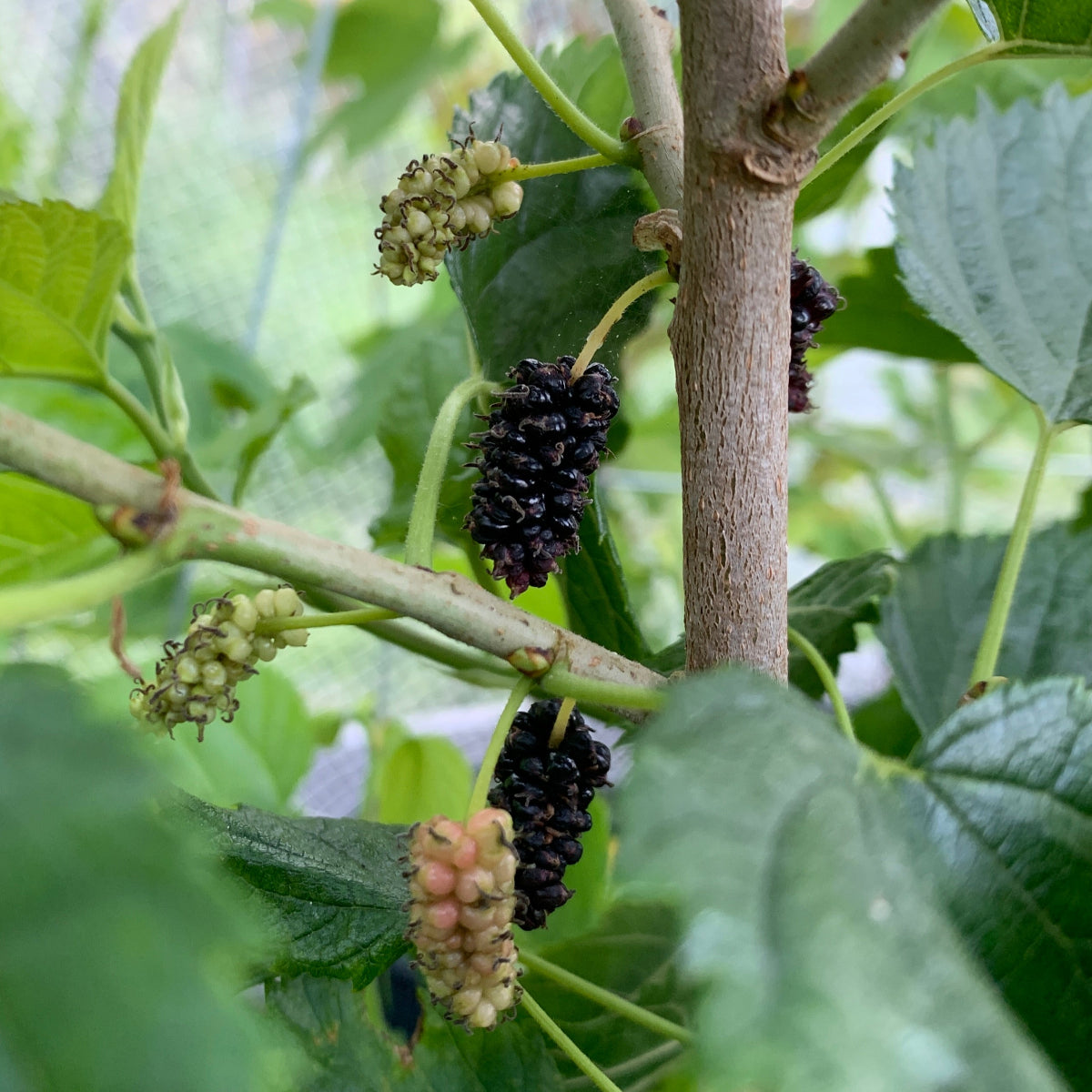 Gerardi Dwarf Mulberry Cutting