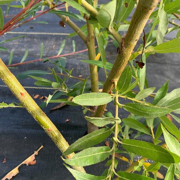 Caprea Select Willow Cutting