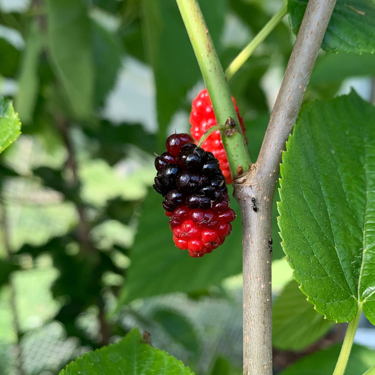 Grover's Best Mulberry Cutting