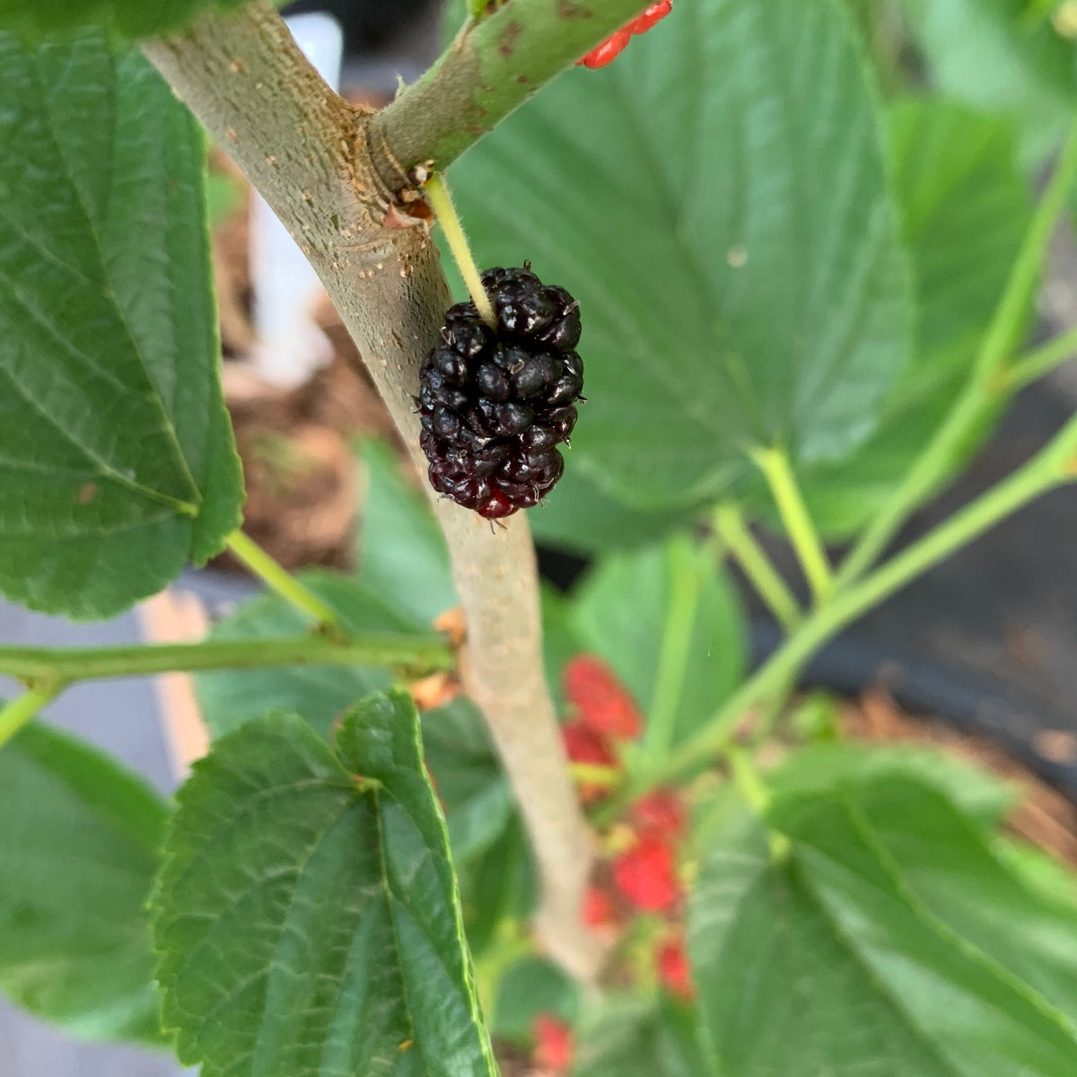 Grover's Best Mulberry Cutting