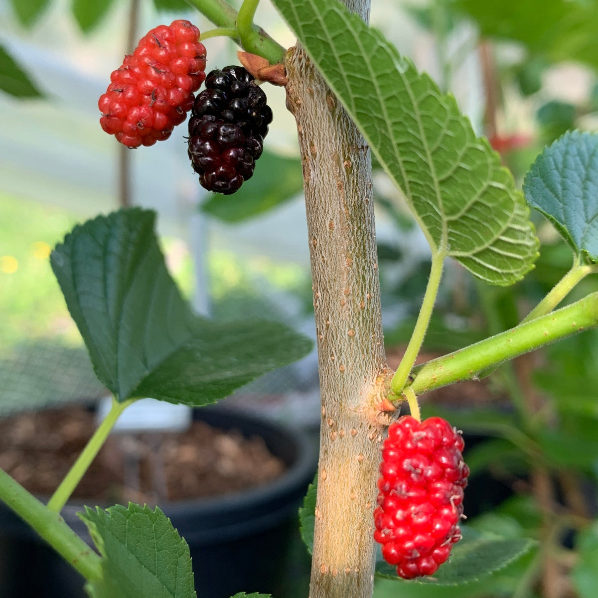 Grover's Best Mulberry Cutting