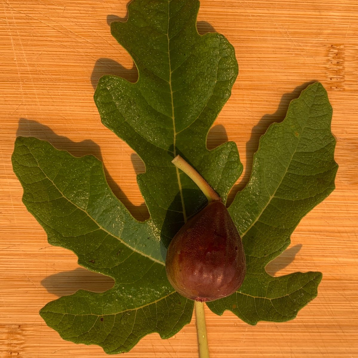 Hardy Chicago Fig Cutting