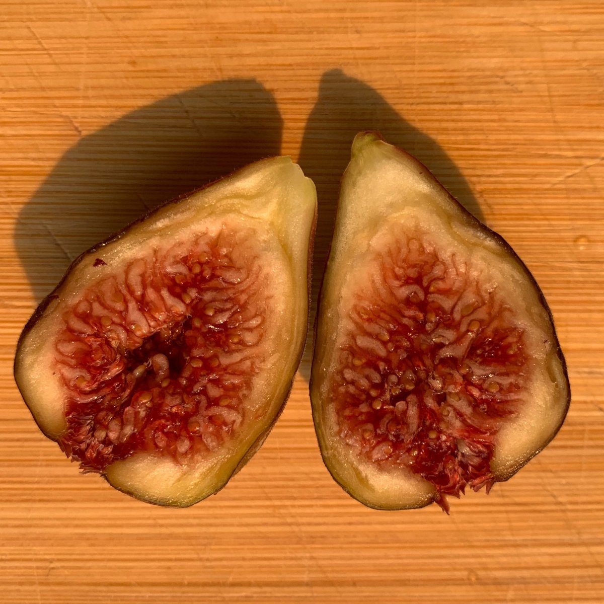 Hardy Chicago Fig Cutting
