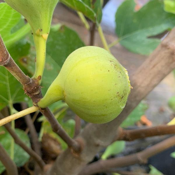 Hollier Fig Cutting - Dingdong's Garden