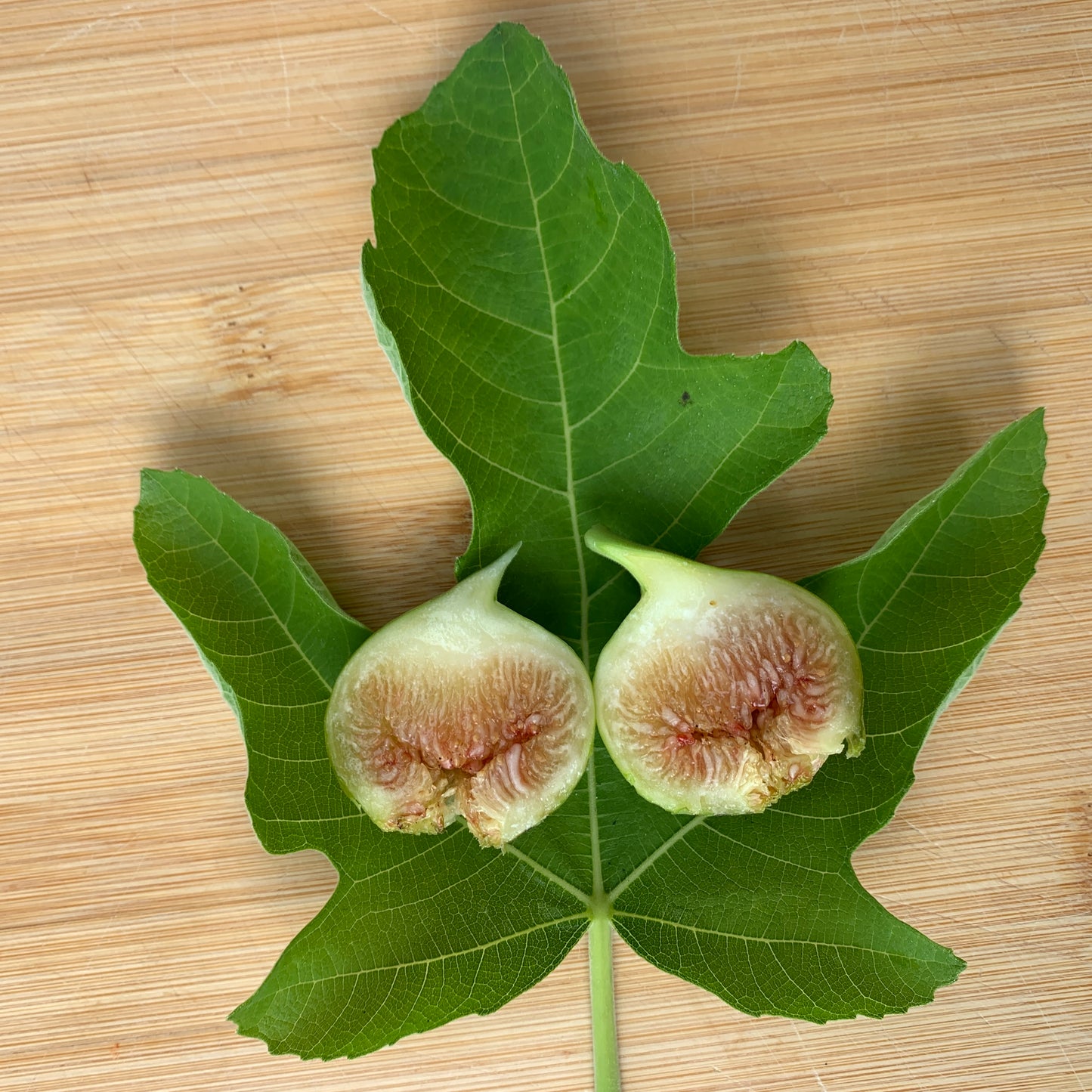 Hollier Fig Cutting - Dingdong's Garden