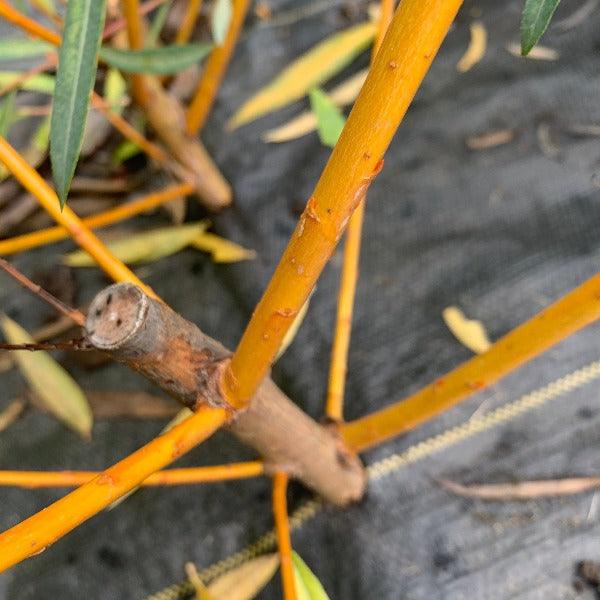 Hutchinsons Yellow Bark Willow Cutting