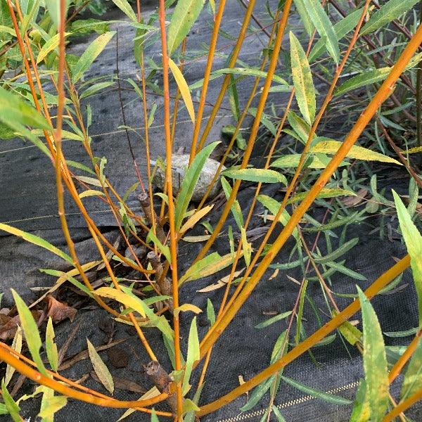Hutchinsons Yellow Bark Willow Cutting