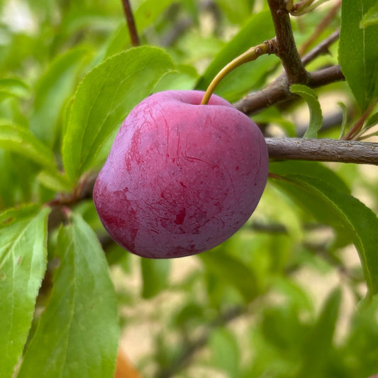 Santa Rosa Plum Scionwood