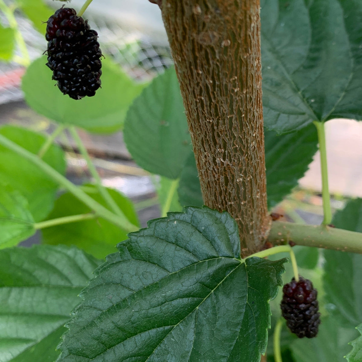 Italian Mulberry Cutting