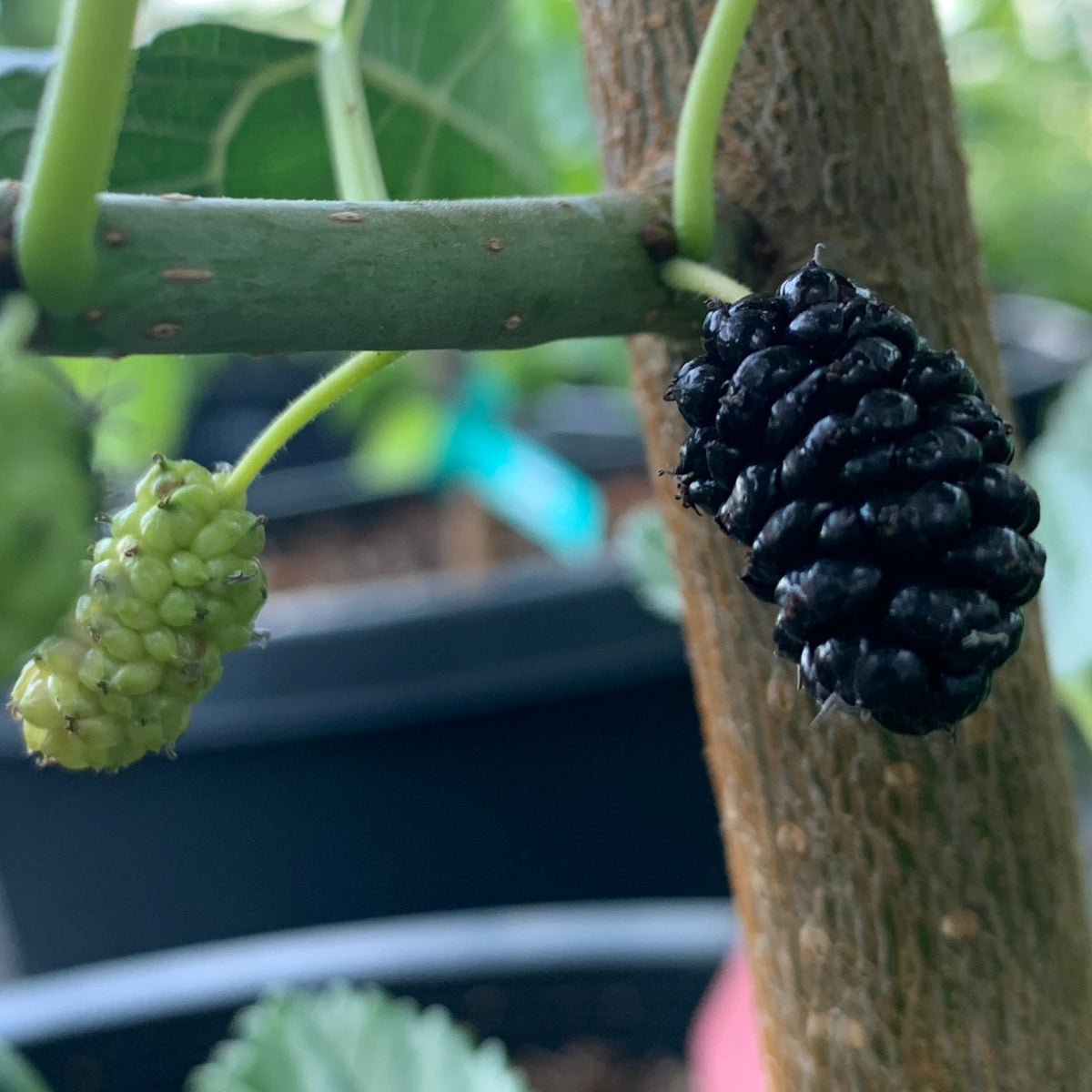 Italian Mulberry Cutting