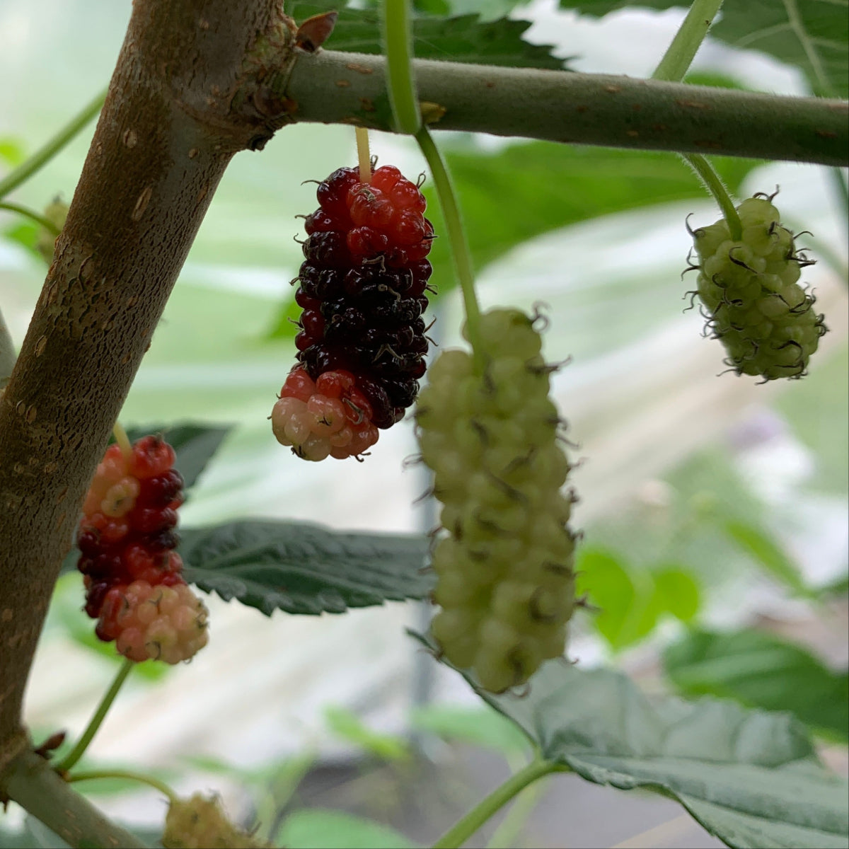 Kip Parker Mulberry Cutting