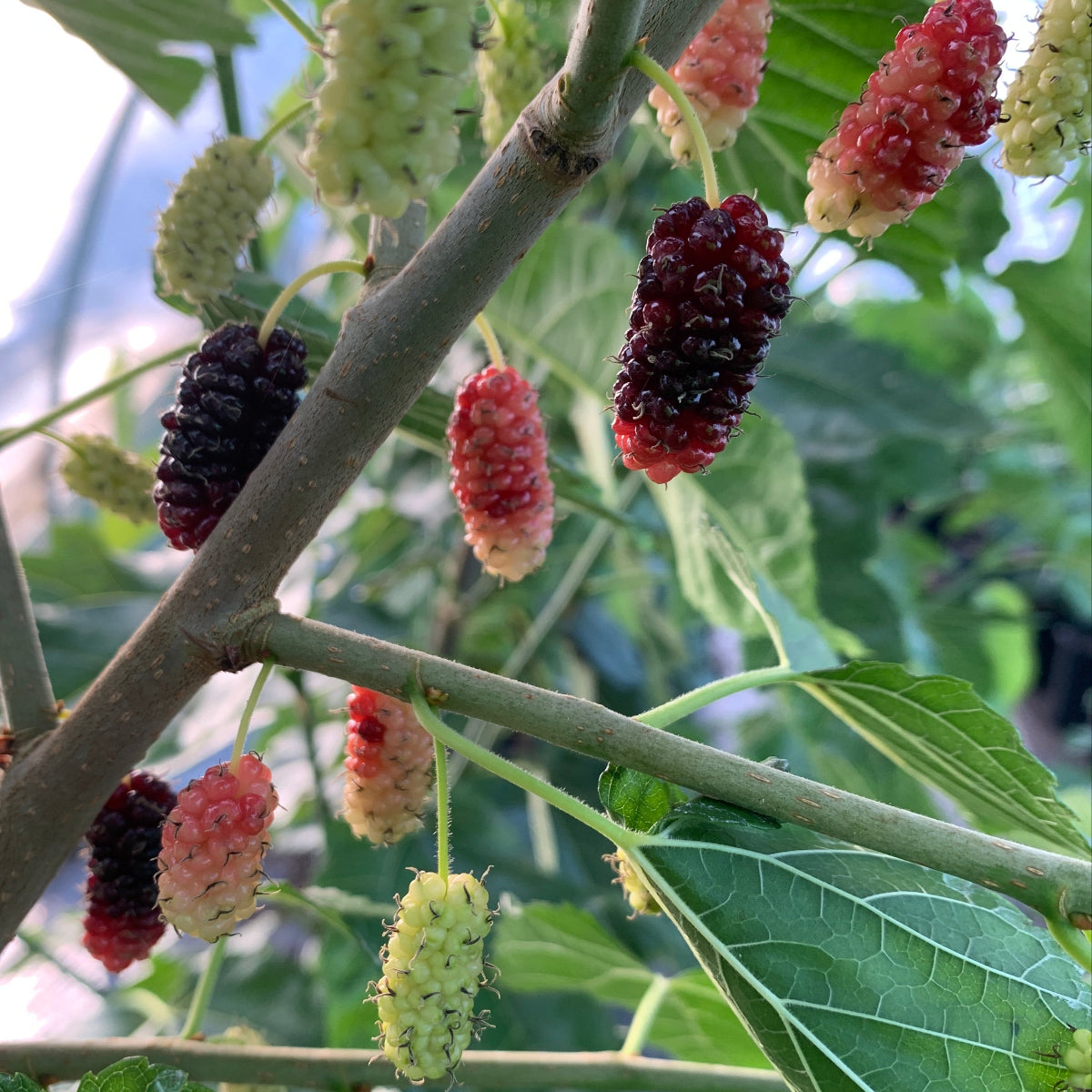 Kip Parker Mulberry Cutting