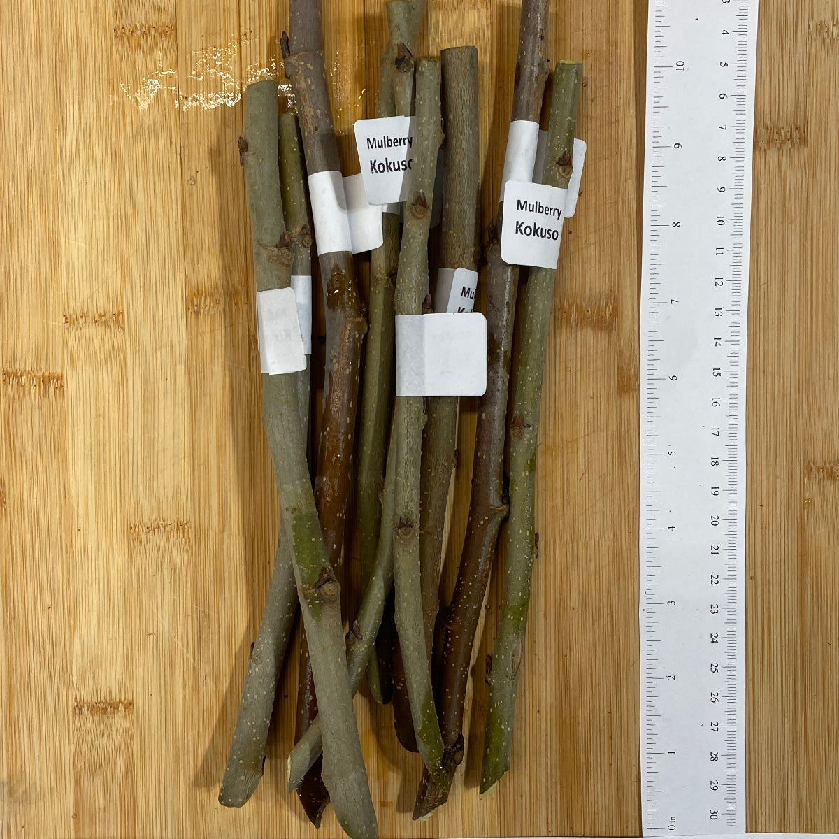 Kokuso Mulberry Cutting