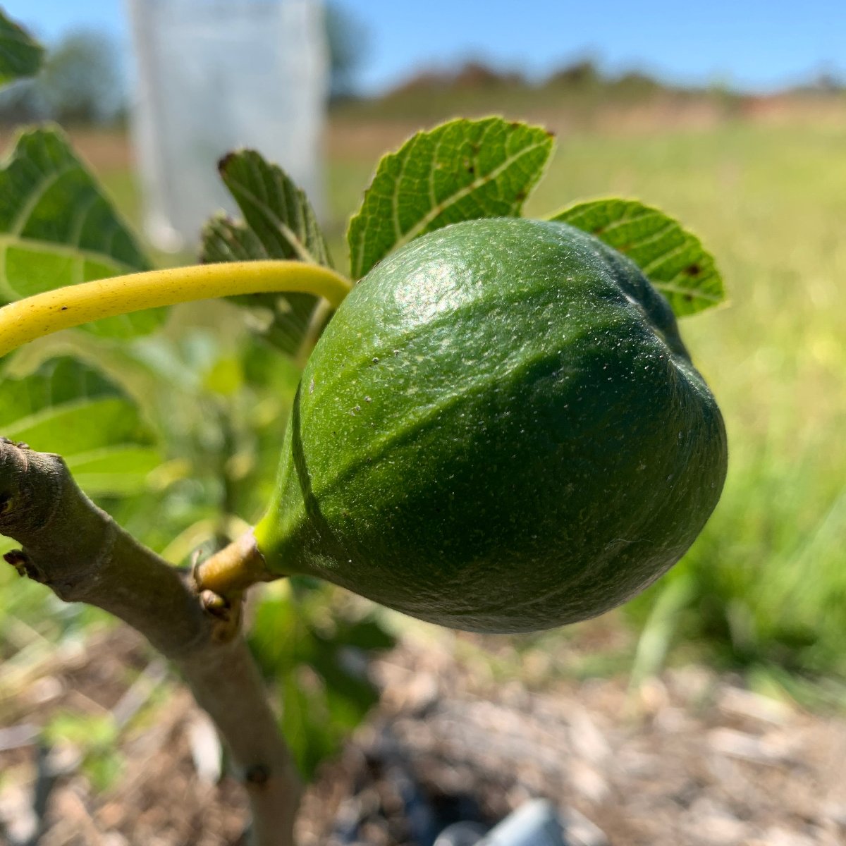 Lattarula, Italian Honey Fig Cutting