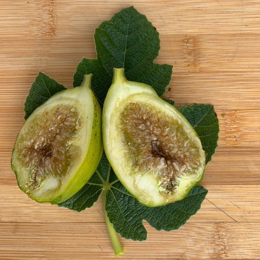 Lattarula, Italian Honey Fig Cutting