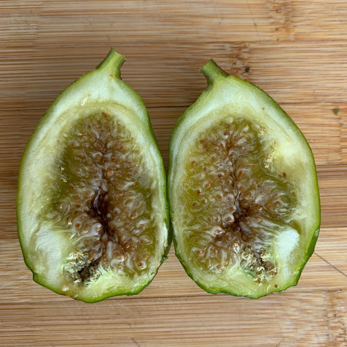 Lattarula, Italian Honey Fig Cutting