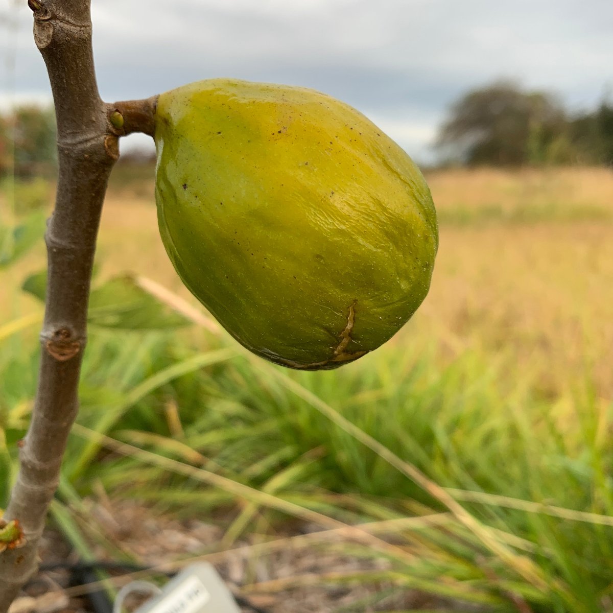 Lattarula, Italian Honey Fig Cutting