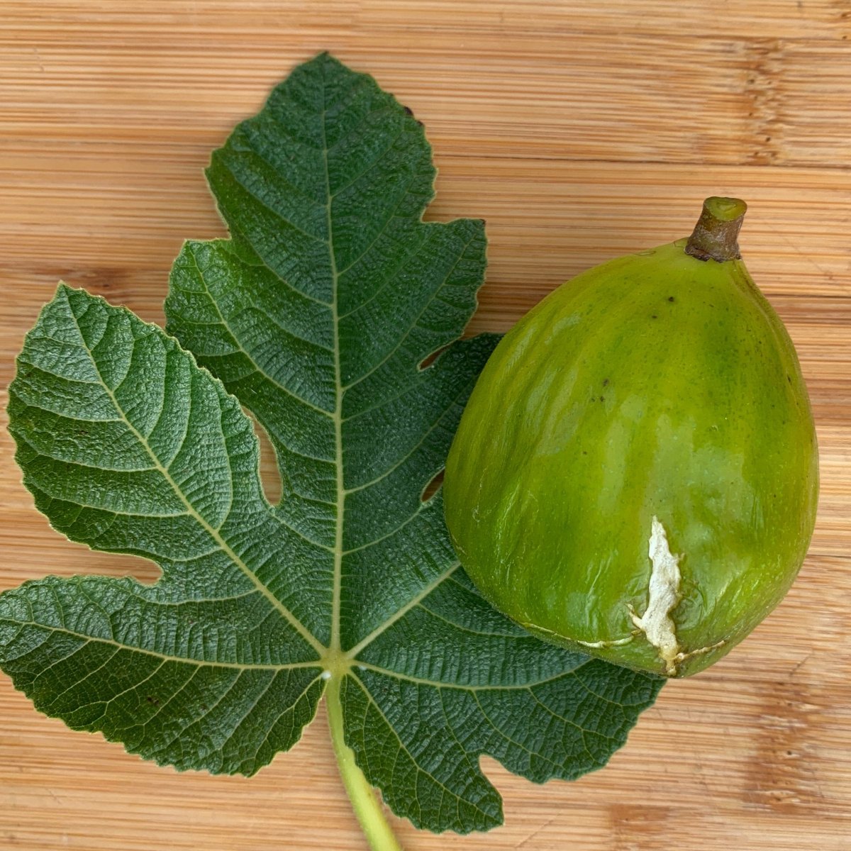Lattarula, Italian Honey Fig Cutting