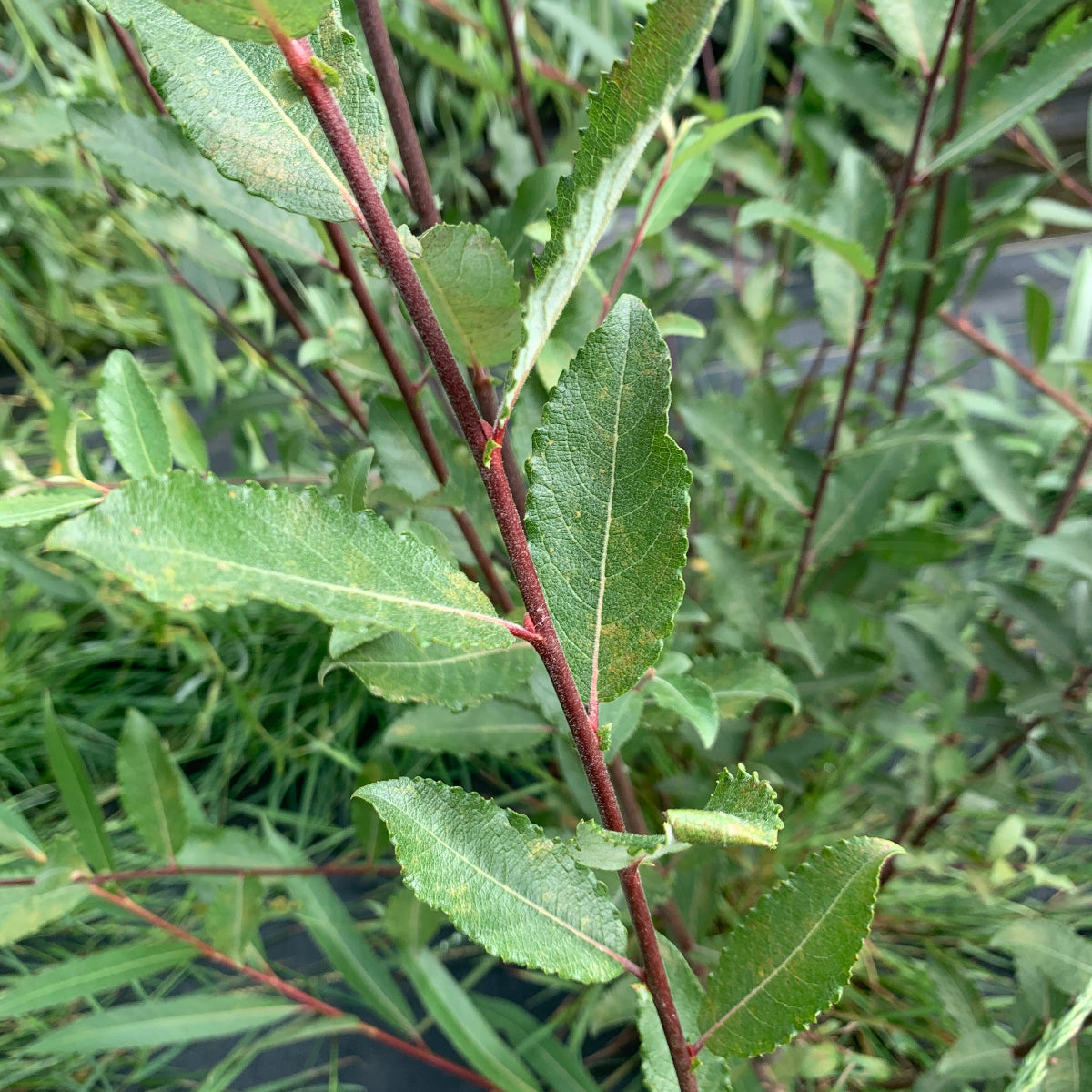 Lemoine's Improved Willow Cutting