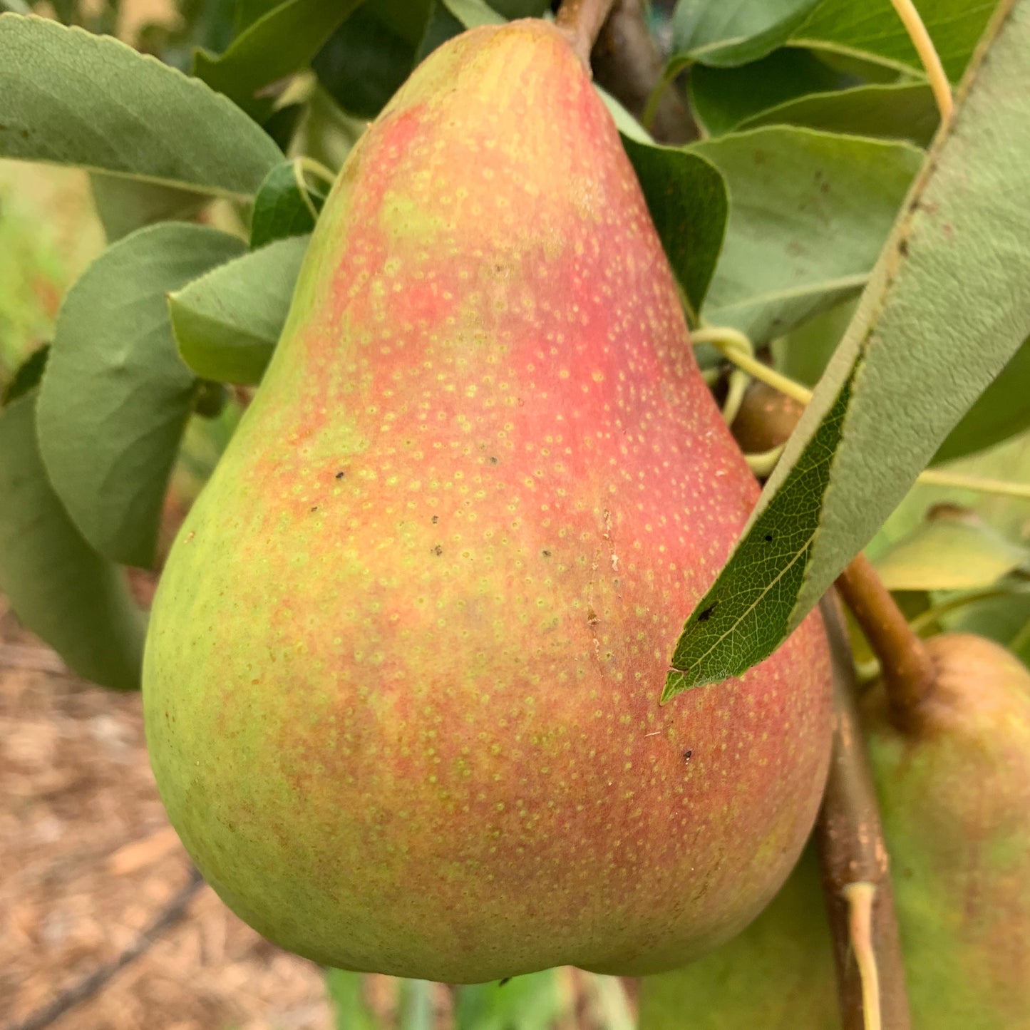 Orcas Pear Scionwood