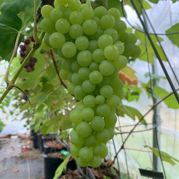 Perlette Table Grape Cutting - Dingdong's Garden