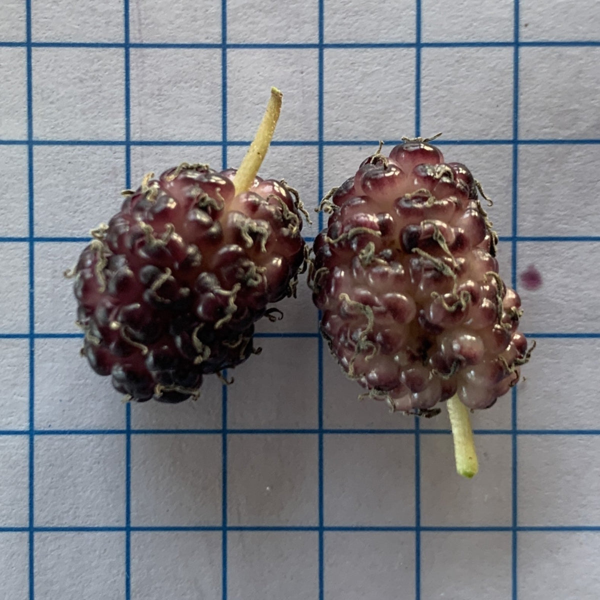 Riviera Mulberry Cutting