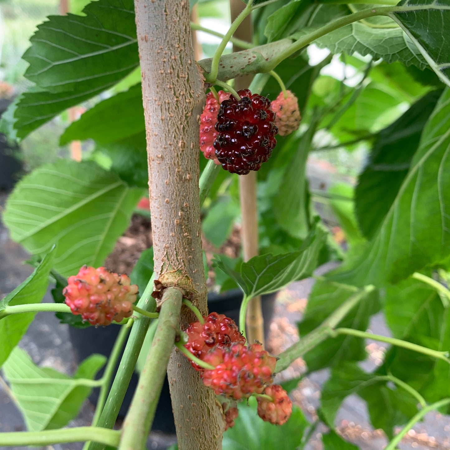 Rupp's Romanian Mulberry Cutting