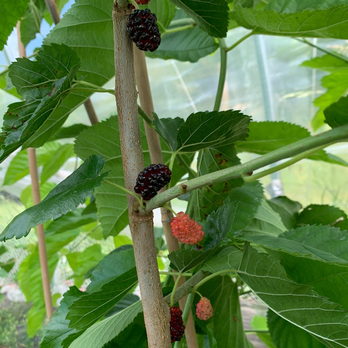 Rupp's Romanian Mulberry Cutting