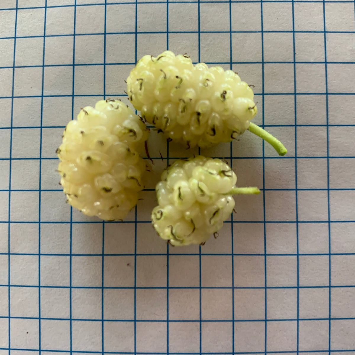 San Martin Mulberry Cutting